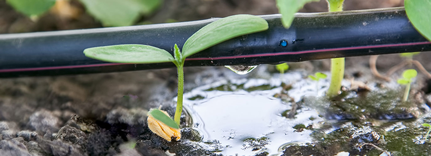 لوله قطره چکان دار