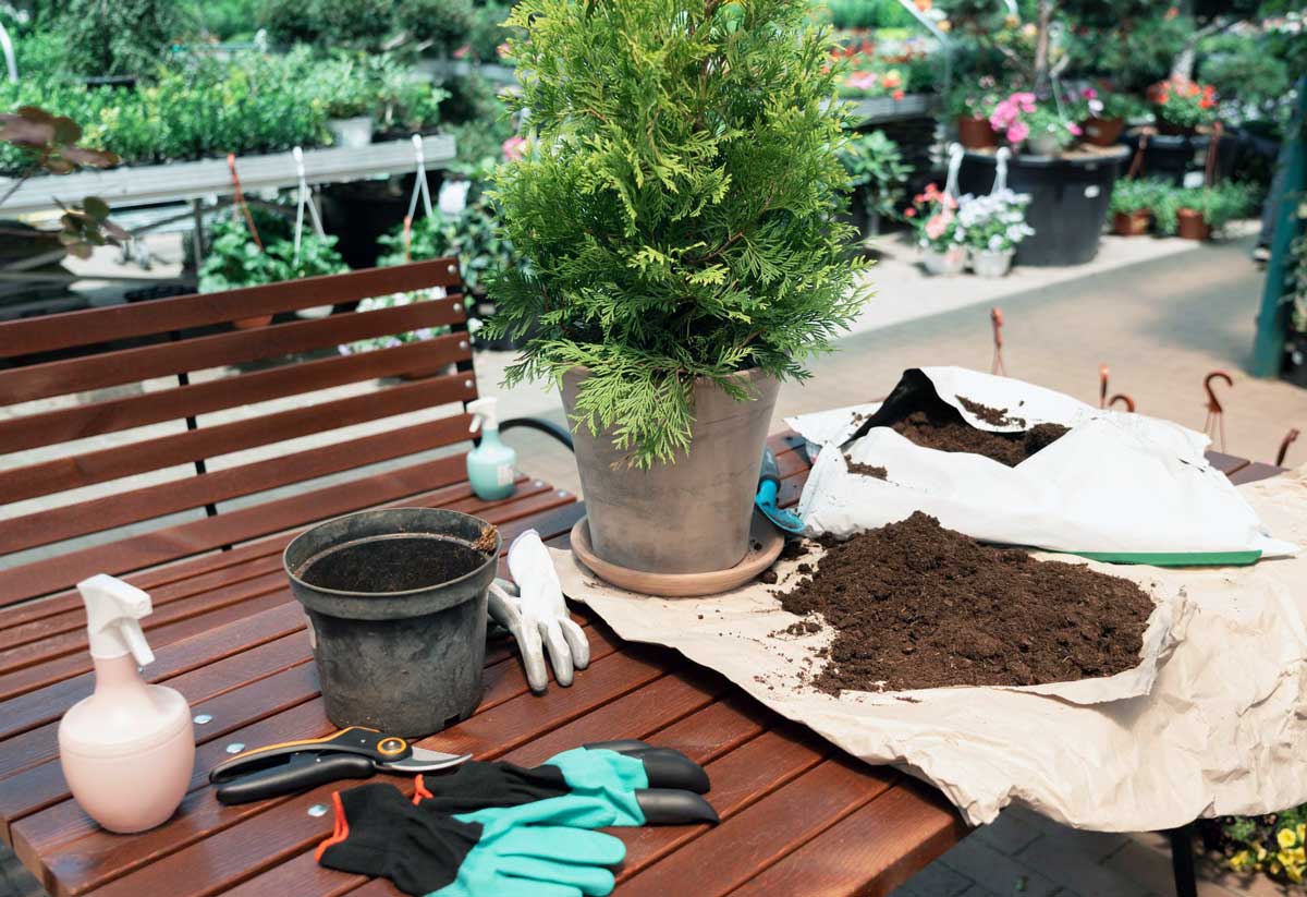 شرایط کلیدی برای کشت بهتر در گلخانه